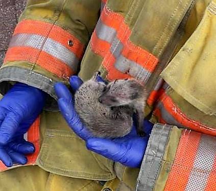 <p>FACEBOOK PHOTO, CHRIS WHYNOT</p><p>Members of the Liverpool Fire Department safely rescued a mother raccoon and her three young ones from inside a chimney at a home in Western Head April 23.</p>