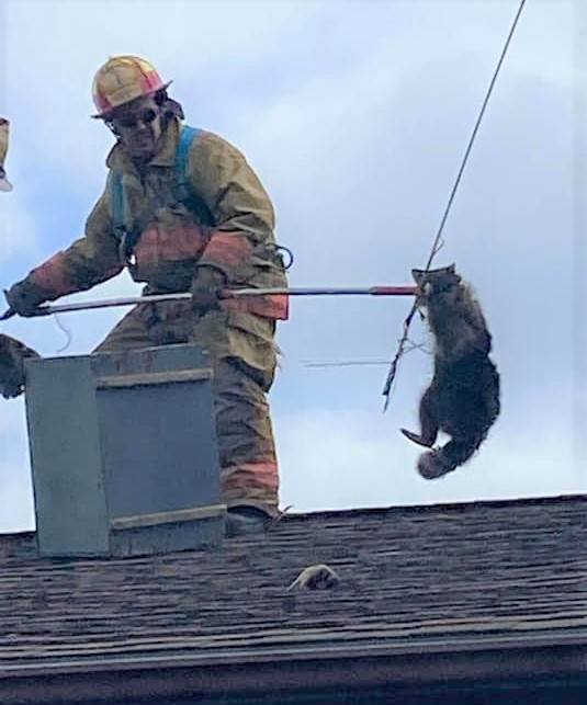 <p>FACEBOOK PHOTO, CHRIS WHYNOT</p><p>Liverpool firefighter Stewart Campbell handles the mother raccoon safely after she was extracted from a chimney at a home in Western Head. Lying on the roof is a brand new baby she just gave birth to.</p>