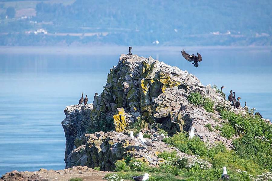 <p>ZACK METCALFE, PHOTO</p><p>A variety of seabirds blanket the peaks at Cape Split.</p>