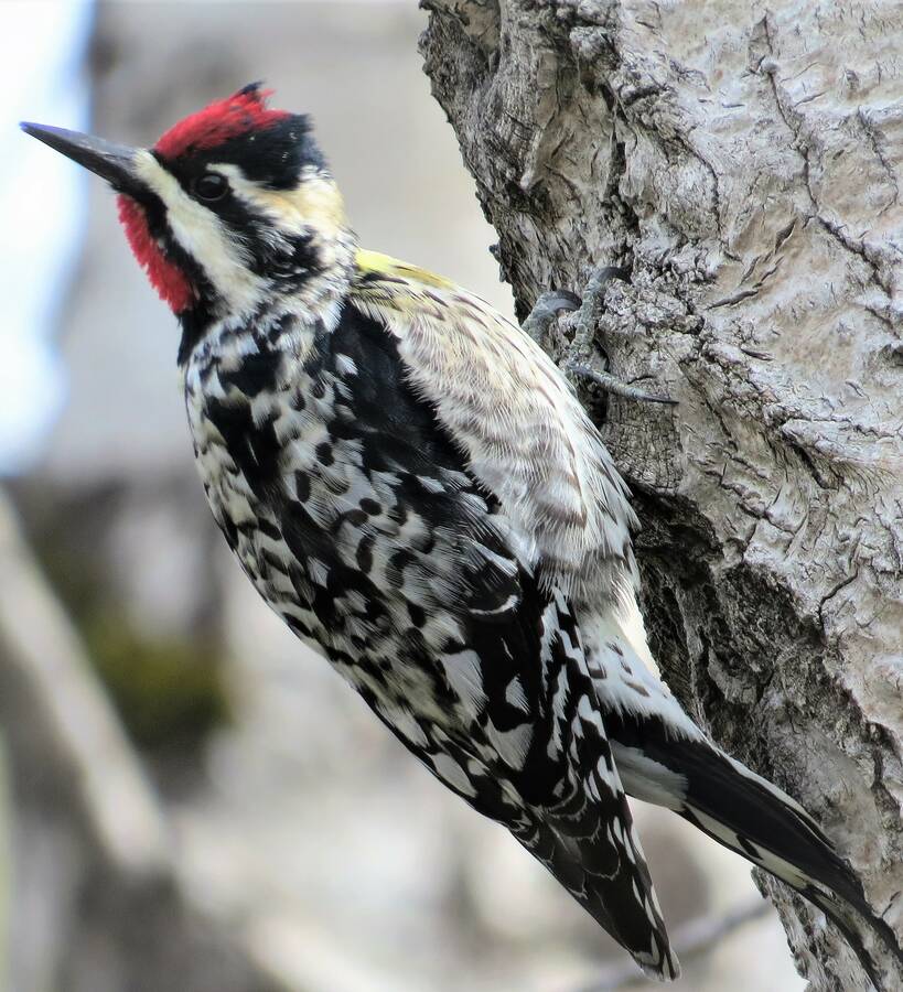 <p>JAMES HIRTLE PHOTO</p><p>A yellow-bellied sapsucker as seen in Middlewood May 8th.</p>