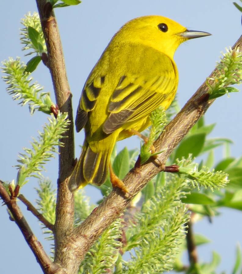 <p>JAMES HIRTLE PHOTO</p><p>A yellow warbler as spotted May 14.</p>