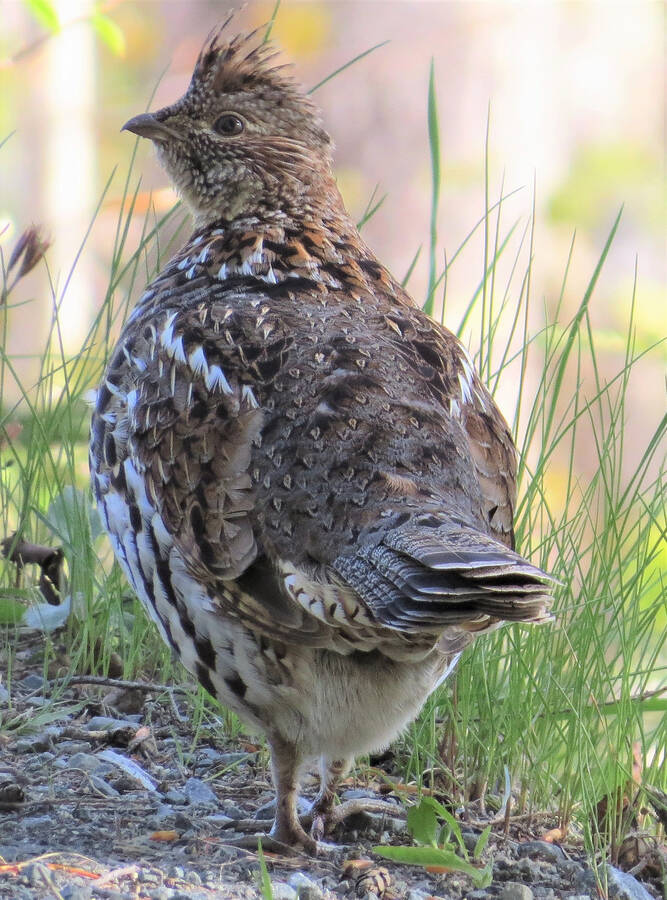 <p>JAMES HIRTLE PHOTO</p><p>A ruffed grouse spotted on Somerset Road on May 14.</p>